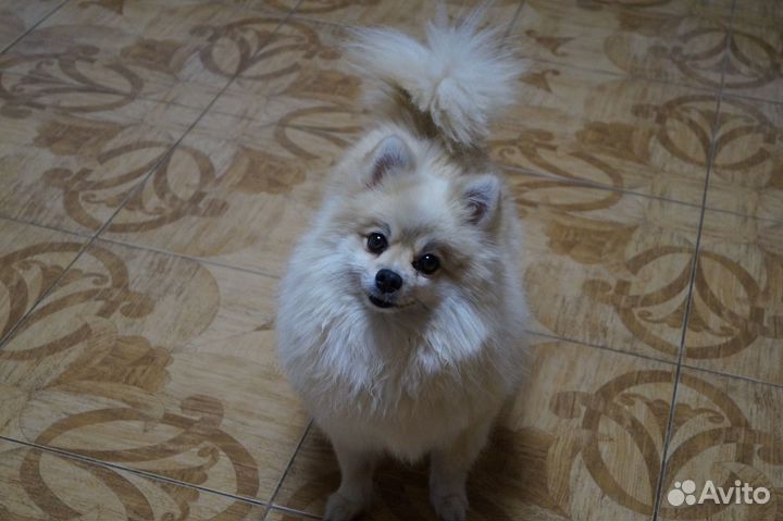 Скромная девочка малого шпица- 3 года