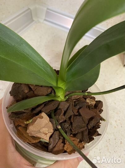 Орхидеи эквестрис