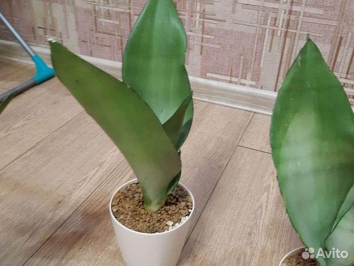 Сансевиерия муншайн