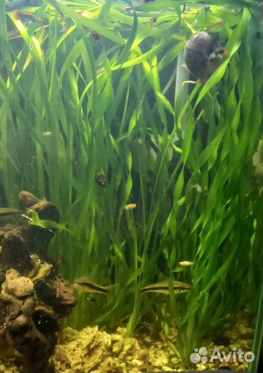 Растение и рыбки в аквариум