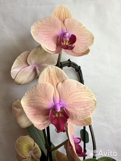 Орхидея фаленопсис