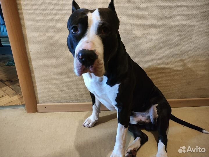 Вязка стаффордширский терьер