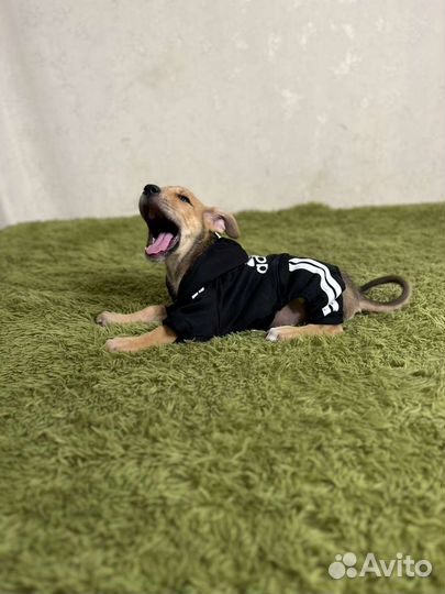 Малыш Гарик в добрые руки