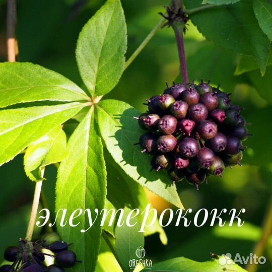 Элеутерококк