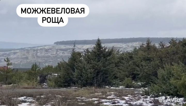 Можжевеловая ягода