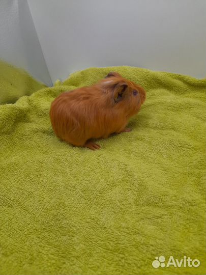 Морская свинка