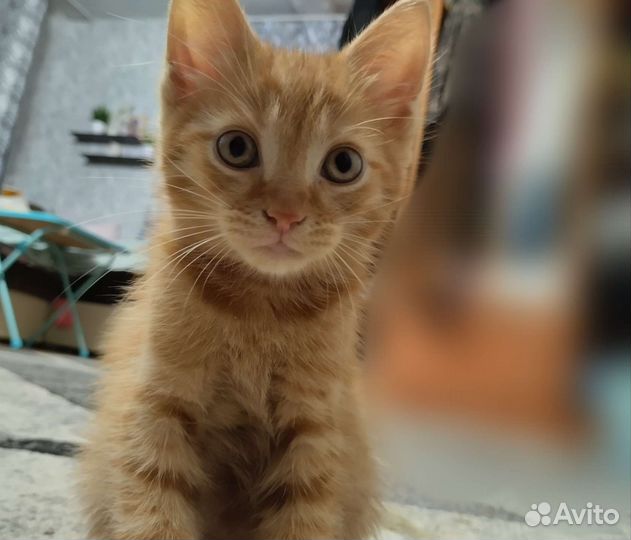 Рыжий котенок