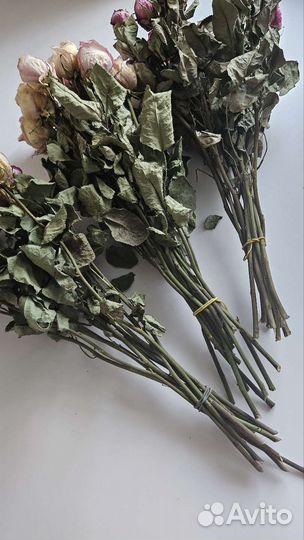 Сухоцветы розы