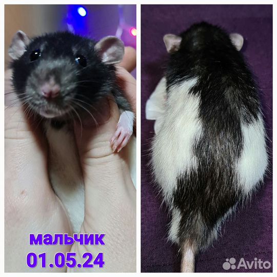 Молодые крысы