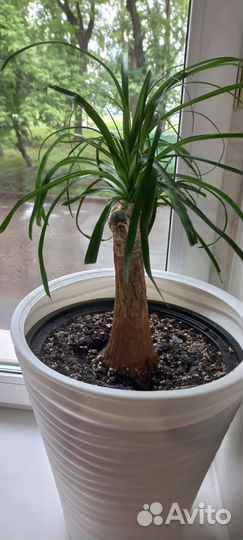 Бокарнея нолина и Замиокулькас