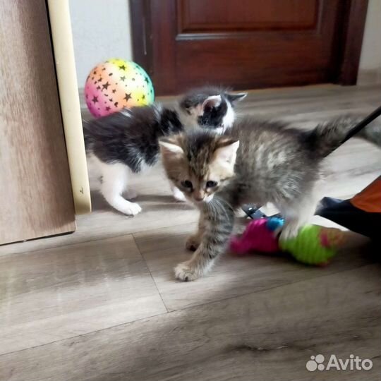 Котятки шустрые