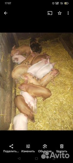 Поросята помесь дюрок и ландрас