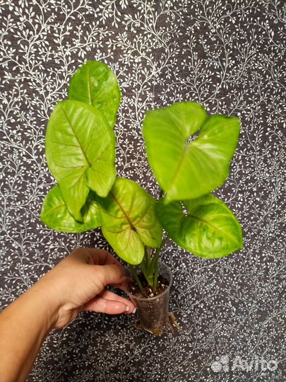 Сингониумы, сцендапсусы