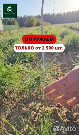 Сеянцы сосны обыкновенной окс от производителя