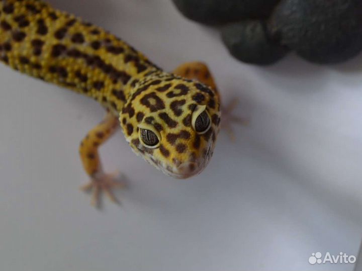 Самец мак сноу гет Ба гет эклипс 19г