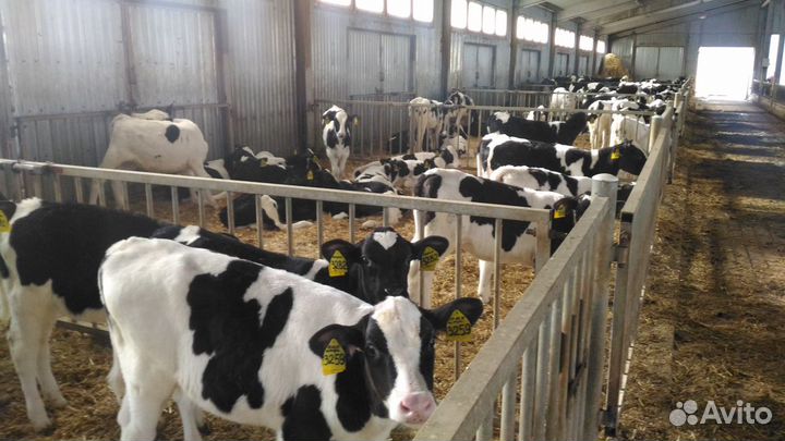 Телята Бычки