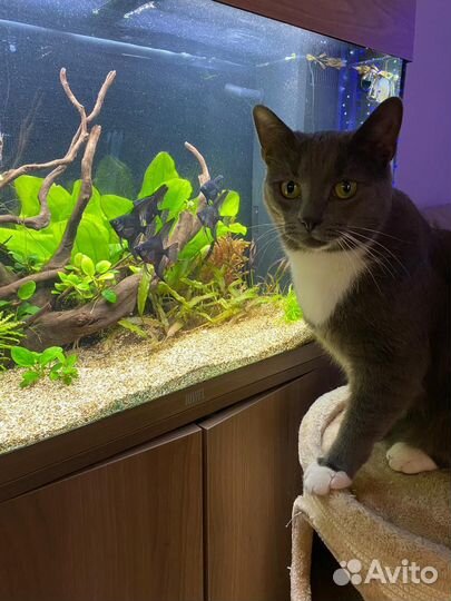 Передержка котов