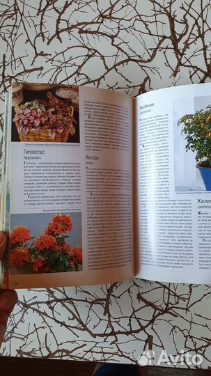 Книга Комнатные растения
