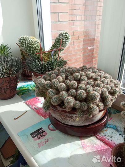 Кактусы коллекция