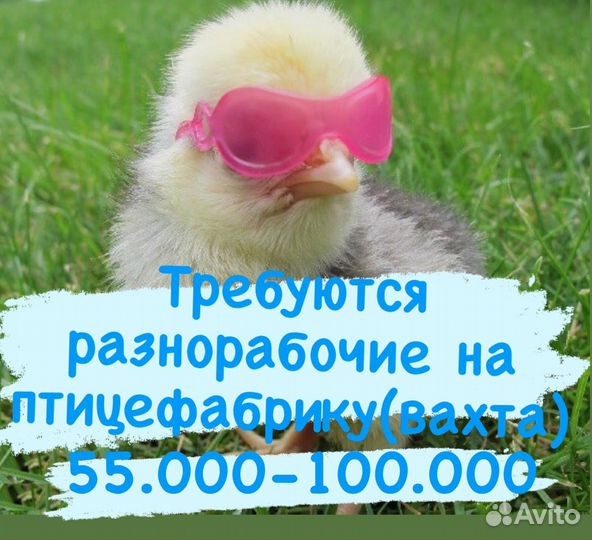 Разнорабочий птицефабрика свердловская обл (вахта)