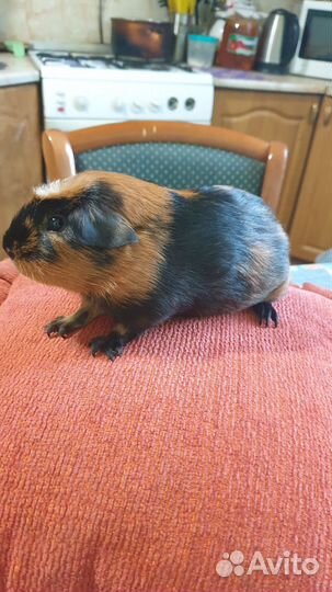 Морская свинка