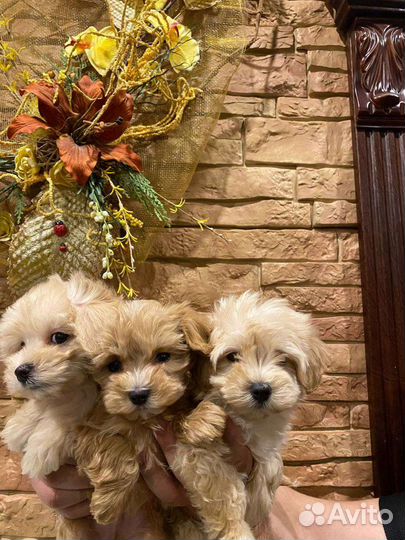 Мальтипу ф1 mini