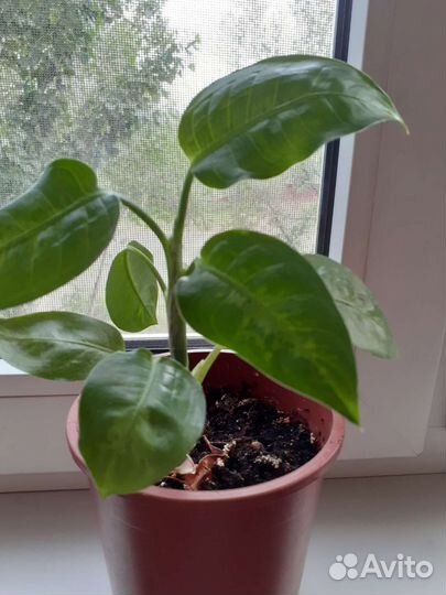 Дифинбахия