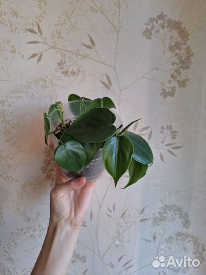 Комнатные растения