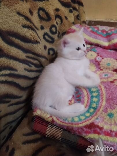 Котята, очень красивые