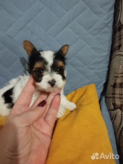 Щенки бивер йорка мини