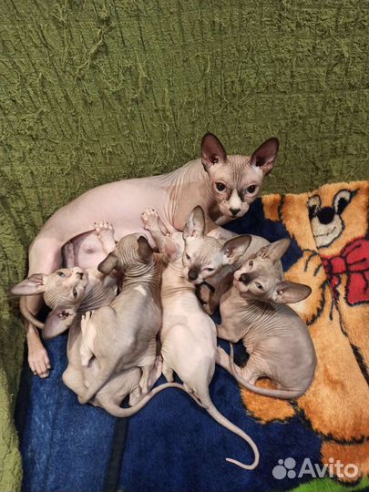 Канадский сфинкс