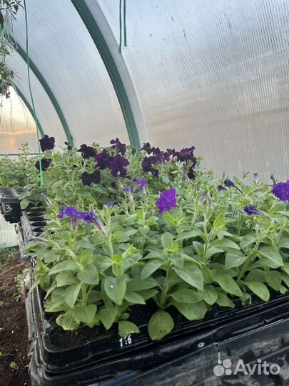 Рассада петунии, бакопы, многолетники