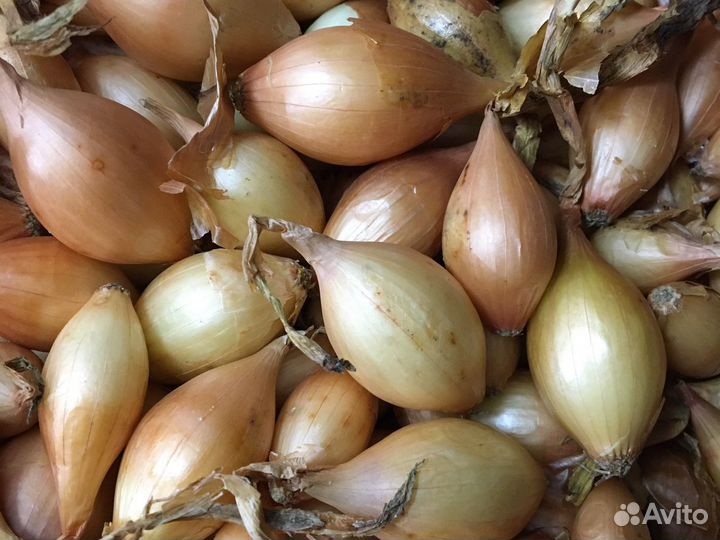 Геркулес (Голландия)