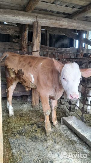 Бычки и телята от 2 месяцев