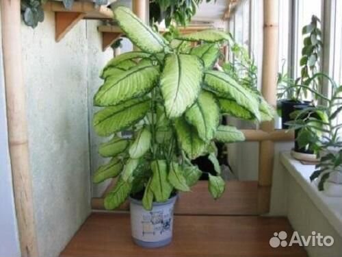 Диффенбахия, Традесканция, Бегония, Пуансеттия