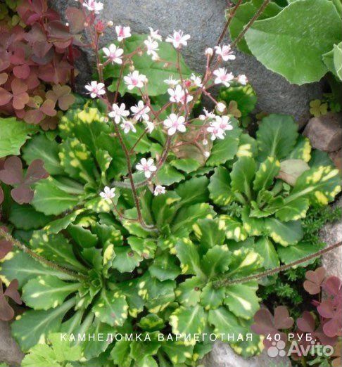 Многолетние цветы почвопокровные