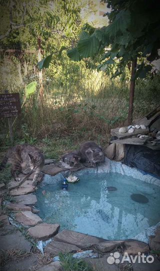 Котята в добрые руки бесплатно