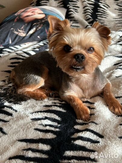 Йоркширский терьер