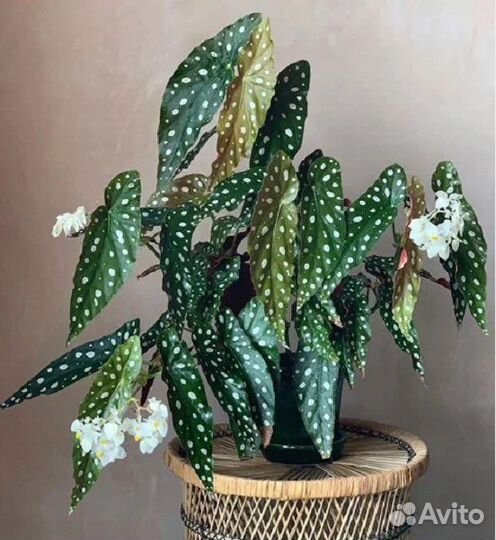 Бегония макулата