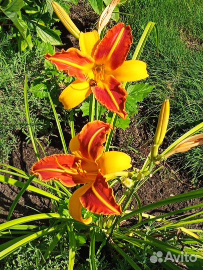 Лилейники сортовые