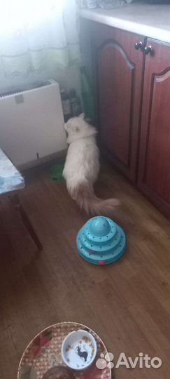 Кот, в добрые руки