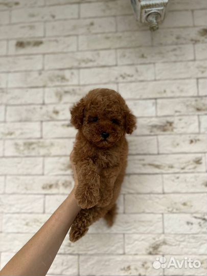 Мальтипу f1 mini teddy baby fase red brown