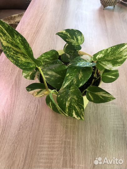 Сциндапсусы