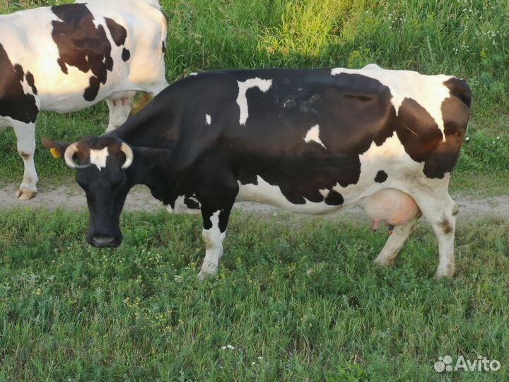 Корова стельная дойная