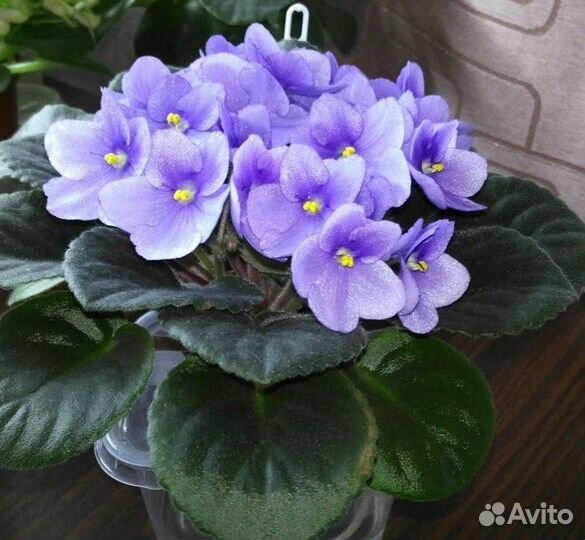 Фиалка оптимара манитоба