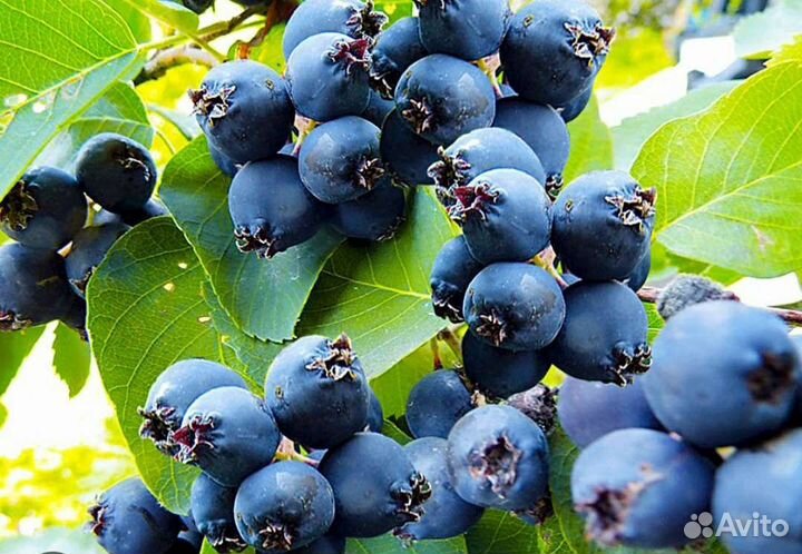 Продам саженцы Ирги