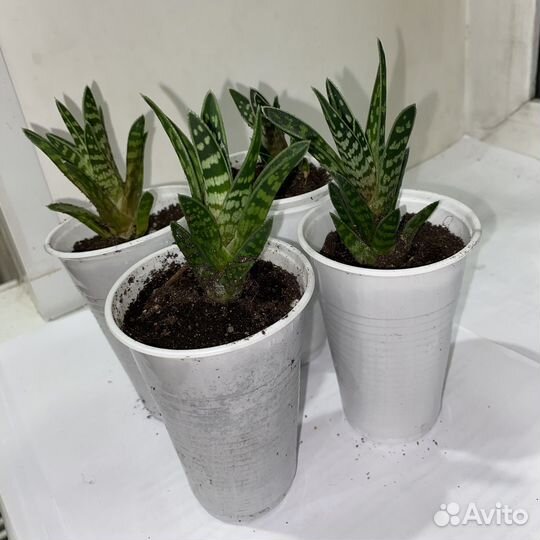 Алоэ пестрое (тигровое)