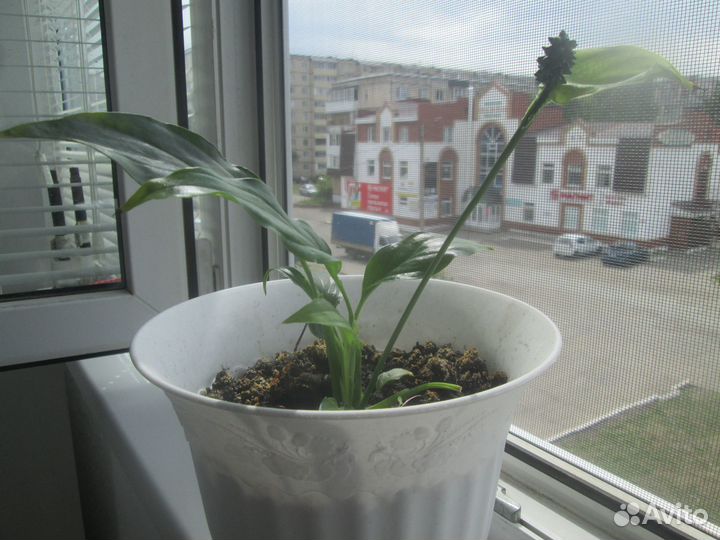 Комнатные цветок с горшком