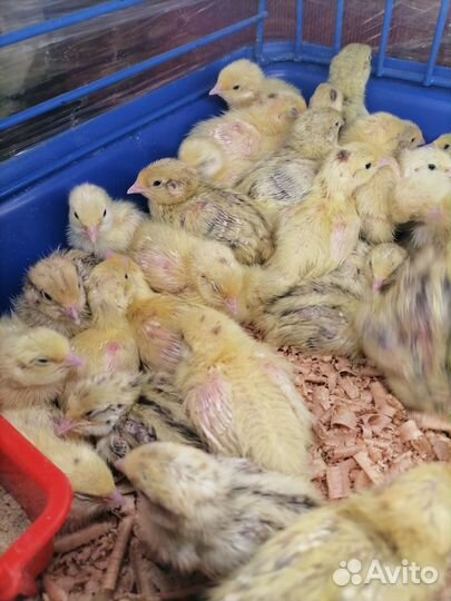 Перепела недельные