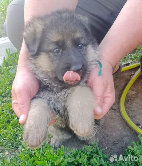 Немецкая овчарка